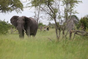 botswana okavango delta walking safaris david foot 3 night 18