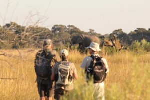 botswana okavango delta walking safaris david foot 3 night 29