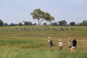 botswana okavango delta walking safaris david foot 3 night 37