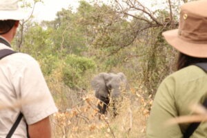 botswana okavango delta walking safaris david foot 3 night 41