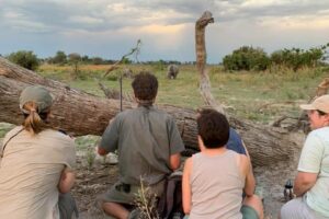 botswana okavango delta walking safaris david foot 3 night 60