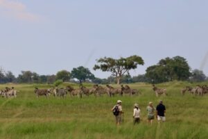 botswana okavango delta walking safaris david foot 3 night 65