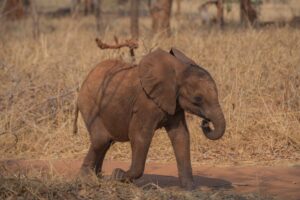 zambia lusaka lilayi lodge elephant nursery 8