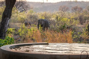 zimbabwe hwange national park bumbusi wilderness camp 27