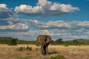 zimbabwe hwange national park bumbusi wilderness camp 50