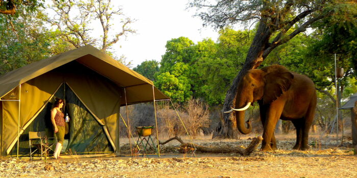 zimbabwe mana pools national park camp mana 11