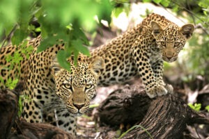 south africa kruger national park ngala safari lodge 17