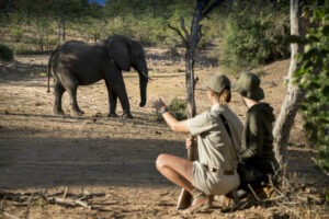 south africa kruger national park ngala safari lodge 26