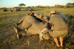 south africa kruger national park ngala safari lodge 46
