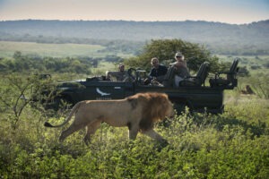 south africa kruger national park ngala safari lodge 50