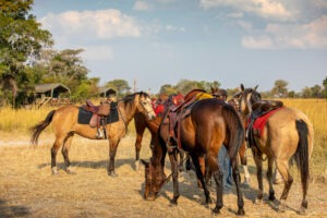 zambia simalaha horse safaris 33