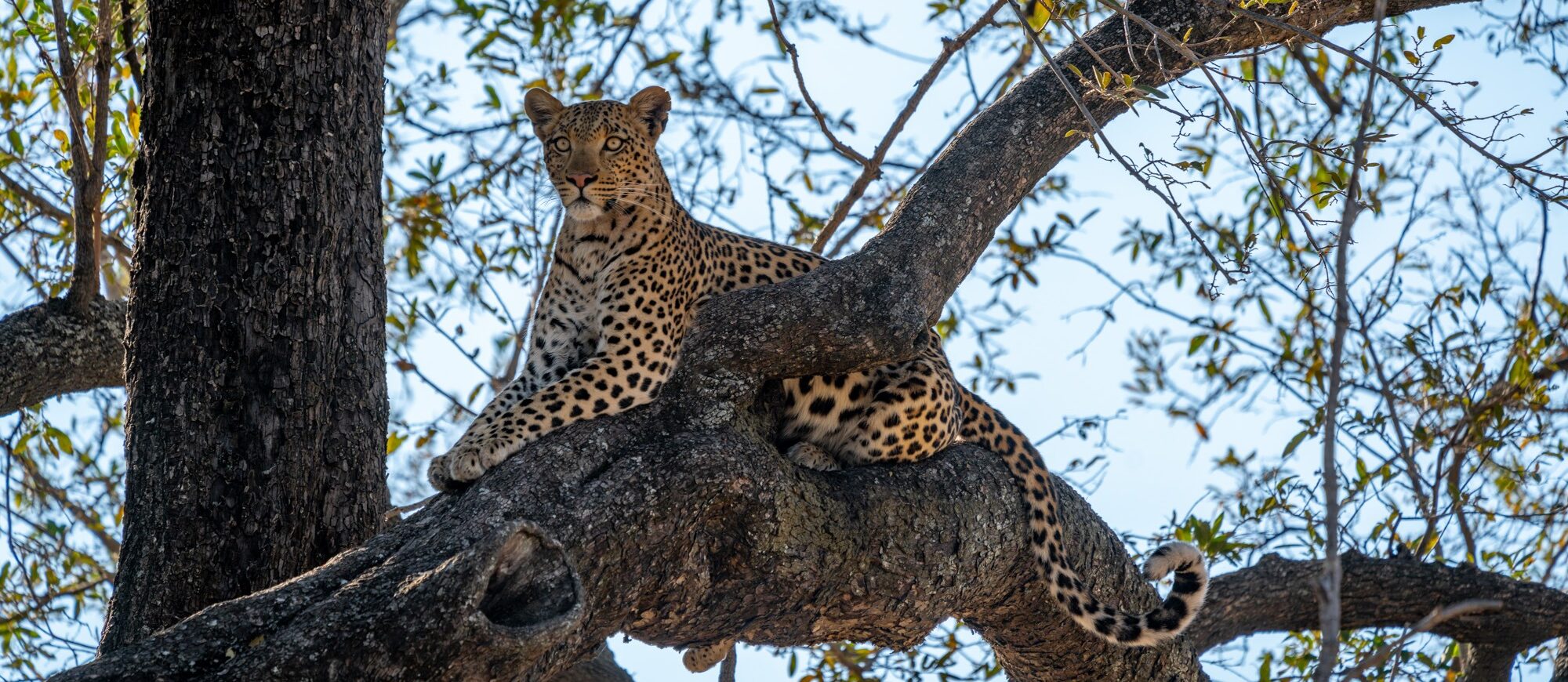 frank leopard moremi okavango delta botswana 1