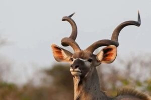 pungwe safari camp manyaleti south africa 9