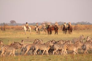 Riders and Zebras