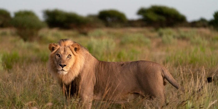 lion botswana kalahari frank